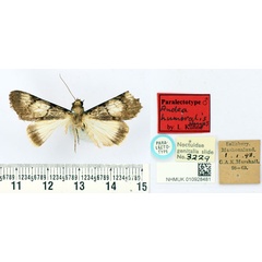 /filer/webapps/moths/media/images/H/humeralis_Audea_PLT_BMNH.jpg