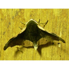 /filer/webapps/moths/media/images/C/cinereomarginata_Sphingomima_Goff_03.jpg