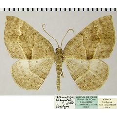 /filer/webapps/moths/media/images/S/strangulata_Asthenotricha_AF_ZSMa.jpg