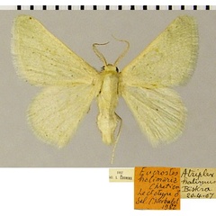 /filer/webapps/moths/media/images/H/halimaria_Eucrostes_LTM_MNHNa.jpg