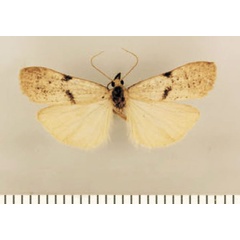 /filer/webapps/moths/media/images/S/spodoptera_Pasteosia_HT_TMSA.jpg