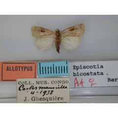 /filer/webapps/moths/media/images/B/bicostata_Episcotia_AT_RMCA.jpg