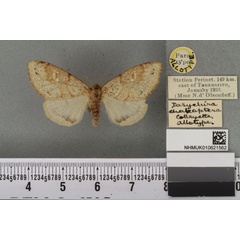 /filer/webapps/moths/media/images/C/chalcoptera_Dasychira_AT_BMNHa.jpg