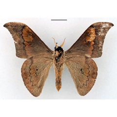 /filer/webapps/moths/media/images/O/occidentalis_Orthogonioptilum_HT_RBINS_02.jpg