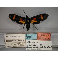 /filer/webapps/moths/media/images/V/vicarioides_Marmax_A_RMCA_01.jpg