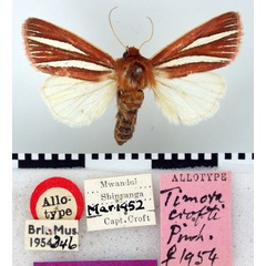 /filer/webapps/moths/media/images/C/crofti_Timora_AT_BMNH.jpg