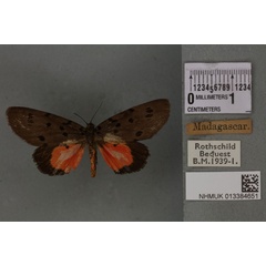 /filer/webapps/moths/media/images/L/lasti_Axiopoeniella_STF_BMNH_02a.jpg