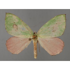 /filer/webapps/moths/media/images/B/bicolor_Lasiochlora_A_ZSM_01.jpg