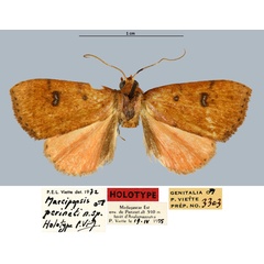 /filer/webapps/moths/media/images/P/perineti_Marcipopsis_HT_MNHN.jpg