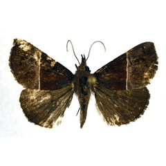 /filer/webapps/moths/media/images/D/directa_Hypena_A_NHMO.jpg
