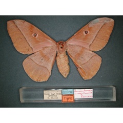 /filer/webapps/moths/media/images/C/congolensis_Gonimbrasia_ST_RMCA_04.jpg