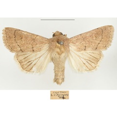 /filer/webapps/moths/media/images/U/usta_Mythimna_AM_BMNH.jpg