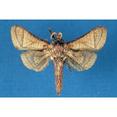 /filer/webapps/moths/media/images/L/lusamboensis_Haberlandia_HT_RMCA.jpg