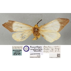 /filer/webapps/moths/media/images/C/conglomerata_Coenostegia_LT_BMNH.jpg