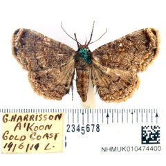 /filer/webapps/moths/media/images/T/tenebrosa_Eutermina_AF_BMNH.jpg
