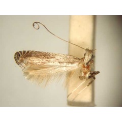 /filer/webapps/moths/media/images/S/strigifera_Graphiocephala_HT_TMSA6089.jpg