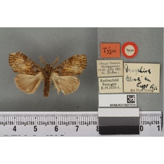 /filer/webapps/moths/media/images/Z/zena_Dasychira_HT_BMNHa.jpg