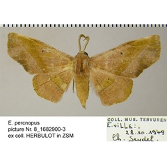 /filer/webapps/moths/media/images/P/percnopus_Euexia_AF_ZSM.jpg