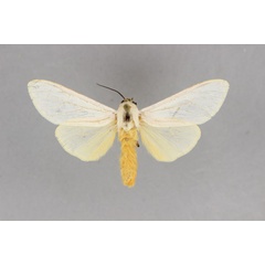 /filer/webapps/moths/media/images/M/mediocinerea_Spilosoma_PT_BMNH.jpg