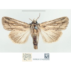 /filer/webapps/moths/media/images/R/rhabdophora_Leucania_STM_BMNH_02.jpg