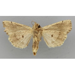 /filer/webapps/moths/media/images/G/graditornalis_Aletia_AT_RMCA_02.jpg