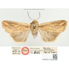 /filer/webapps/moths/media/images/P/pyrostrota_Leucania_HT_BMNH.jpg