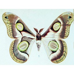/filer/webapps/moths/media/images/S/schultzei_Epiphora_HT_Aurivillius_1905_4-1.jpg