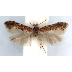 /filer/webapps/moths/media/images/A/anchistea_Phyllonorycter_AM_RMCA.jpg