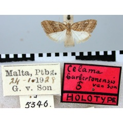 /filer/webapps/moths/media/images/B/barbertonensis_Celama_HT_TMSA.jpg