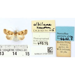 /filer/webapps/moths/media/images/A/albiluna_Amefrontia_LT_BMNH.jpg