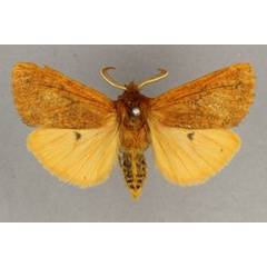 /filer/webapps/moths/media/images/L/laeliodes_Carcinarctia_HT_BMNH.jpg