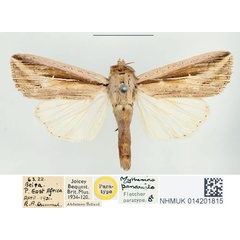 /filer/webapps/moths/media/images/P/panarista_Mythimna_PTM_BMNH.jpg