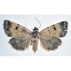 /filer/webapps/moths/media/images/L/limbata_Ozarba_A_NHMO.jpg