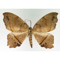 /filer/webapps/moths/media/images/C/crassilinea_Mesothisa_AM_TMSA.jpg