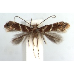 /filer/webapps/moths/media/images/O/ocimellus_Phyllonorycter_HT_RMCA.jpg