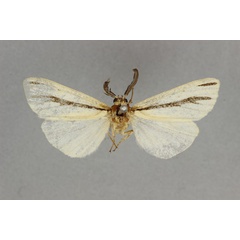 /filer/webapps/moths/media/images/F/furcatula_Epilacydes_HT_BMNH.jpg