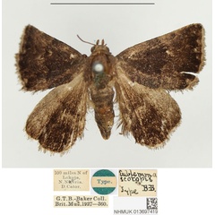 /filer/webapps/moths/media/images/S/scotopis_Eublemma_HT_BMNH.jpg