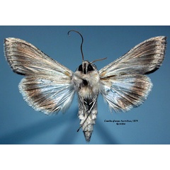 /filer/webapps/moths/media/images/A/africana_Cucullia_HT_SNHM_02.jpg