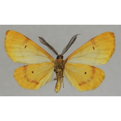 /filer/webapps/moths/media/images/C/camerunensis_Geodena_HT_ZSMb.jpg