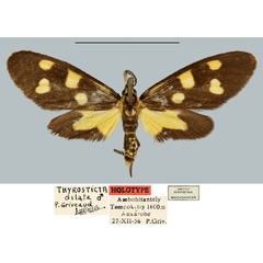 /filer/webapps/moths/media/images/D/dilata_Thyrosticta_HT_MNHN.jpg