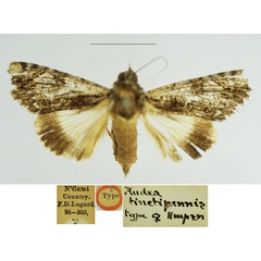 /filer/webapps/moths/media/images/T/tinctipennis_Audea_HT_BMNH.jpg