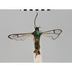 /filer/webapps/moths/media/images/H/hadassa_Camaegeria_STM_BMNH.jpg