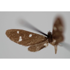 /filer/webapps/moths/media/images/O/oberthueri_Tenuinaclia_HT_BMNH.jpg