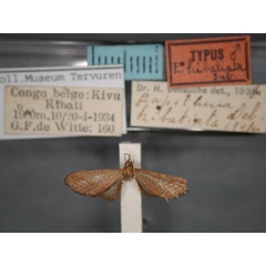 /filer/webapps/moths/media/images/K/kibatiata_Eupithecia_HT_RMCA_01.jpg