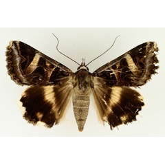 /filer/webapps/moths/media/images/V/vermiculosa_Cerocala_AF_TMSA_01.jpg