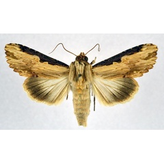 /filer/webapps/moths/media/images/N/nigricostata_Neostichtis_AM_NHMO.jpg