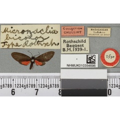 /filer/webapps/moths/media/images/B/bicolor_Tsarafidynia_HT_BMNHa.jpg