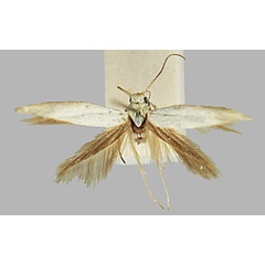 /filer/webapps/moths/media/images/V/vulgata_Scythris_HT_BMNH.jpg