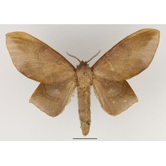 /filer/webapps/moths/media/images/L/lila_Sonitha_AF_Basquin.jpg