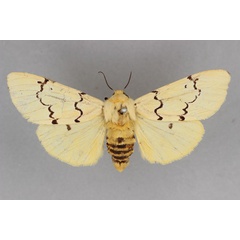 /filer/webapps/moths/media/images/E/eugraphica_Leucaloa_HT_BMNH.jpg